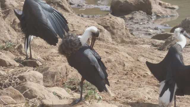 African Woolly-necked Stork - ML508925591