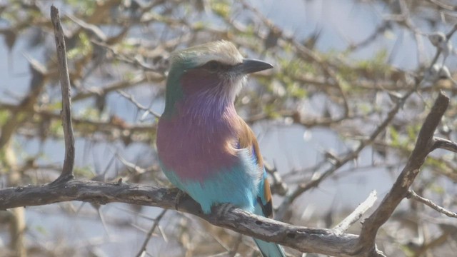 Lilac-breasted Roller - ML508926181