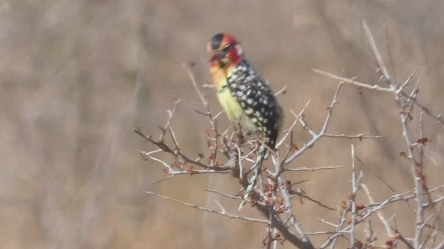 Red-and-yellow Barbet - ML508926191