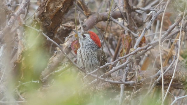 Cardinal Woodpecker - ML508926301