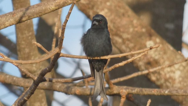 Fork-tailed Drongo - ML508926491