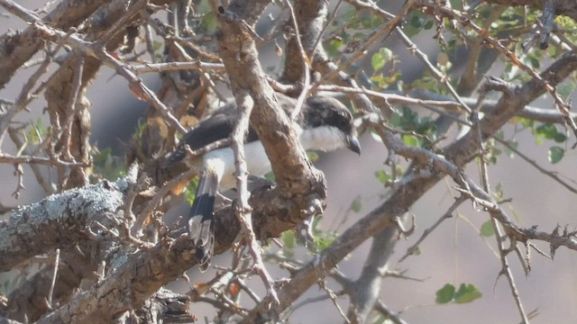 Long-tailed Fiscal - ML508926551