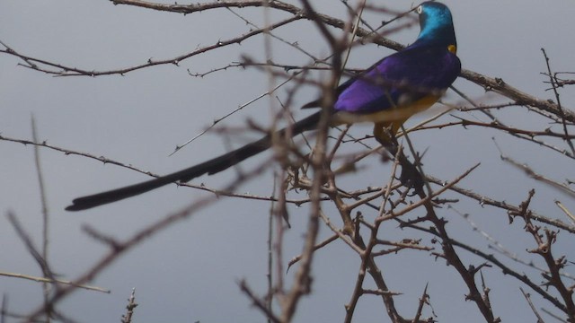 Golden-breasted Starling - ML508926721