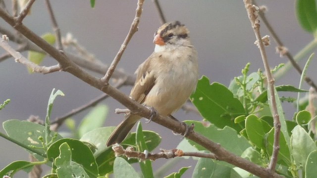 Pin-tailed Whydah - ML508927071