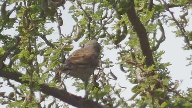 Parrot-billed Sparrow - ML508927101