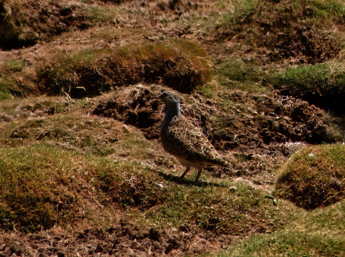 Gray-breasted Seedsnipe - ML508928511