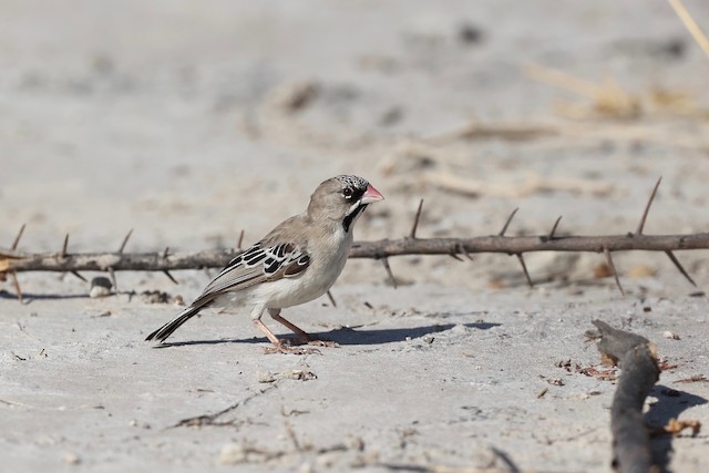 Adult foraging on sand in Namibian desert. - Scaly Weaver - 