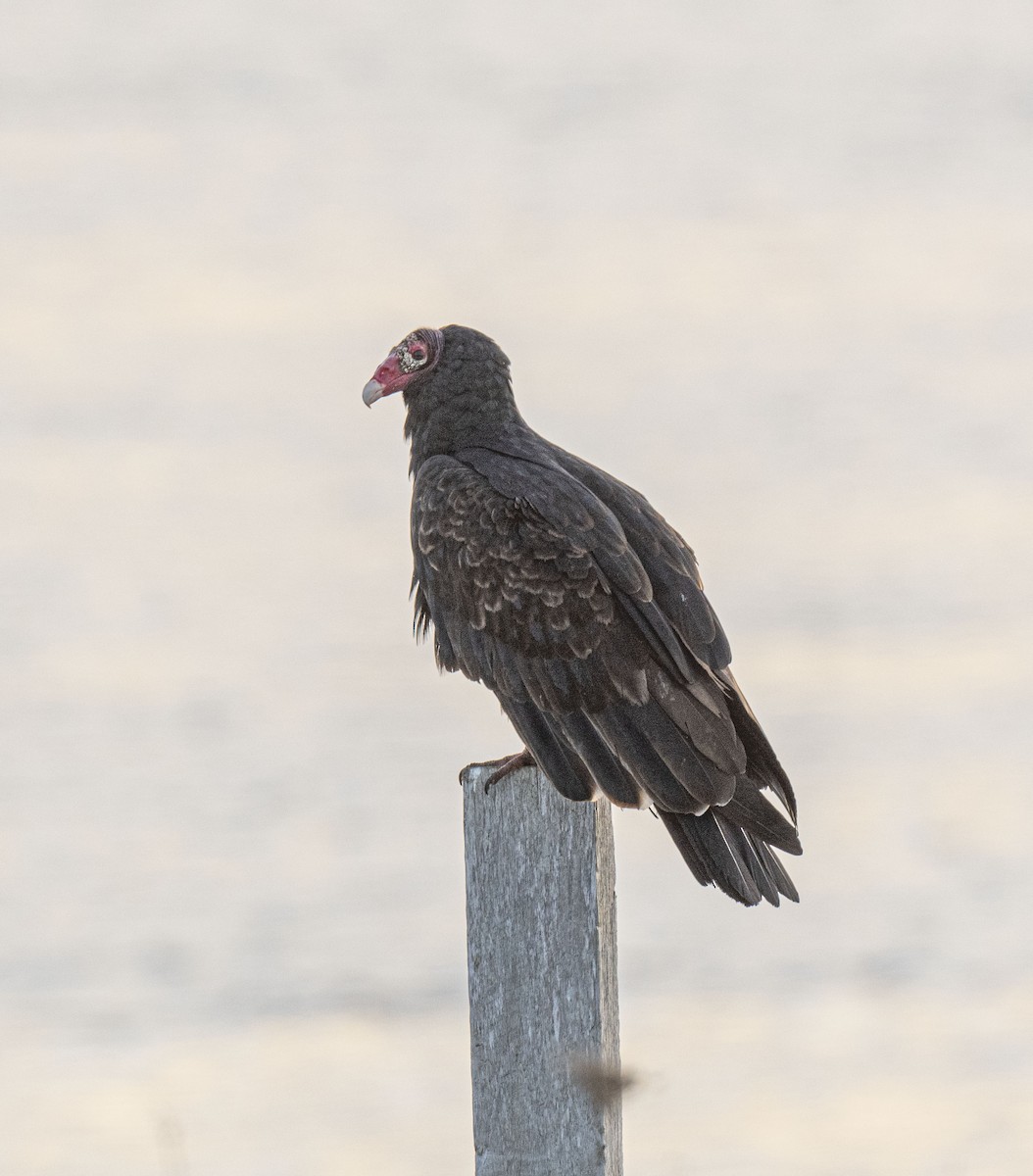 Turkey Vulture - ML508935171