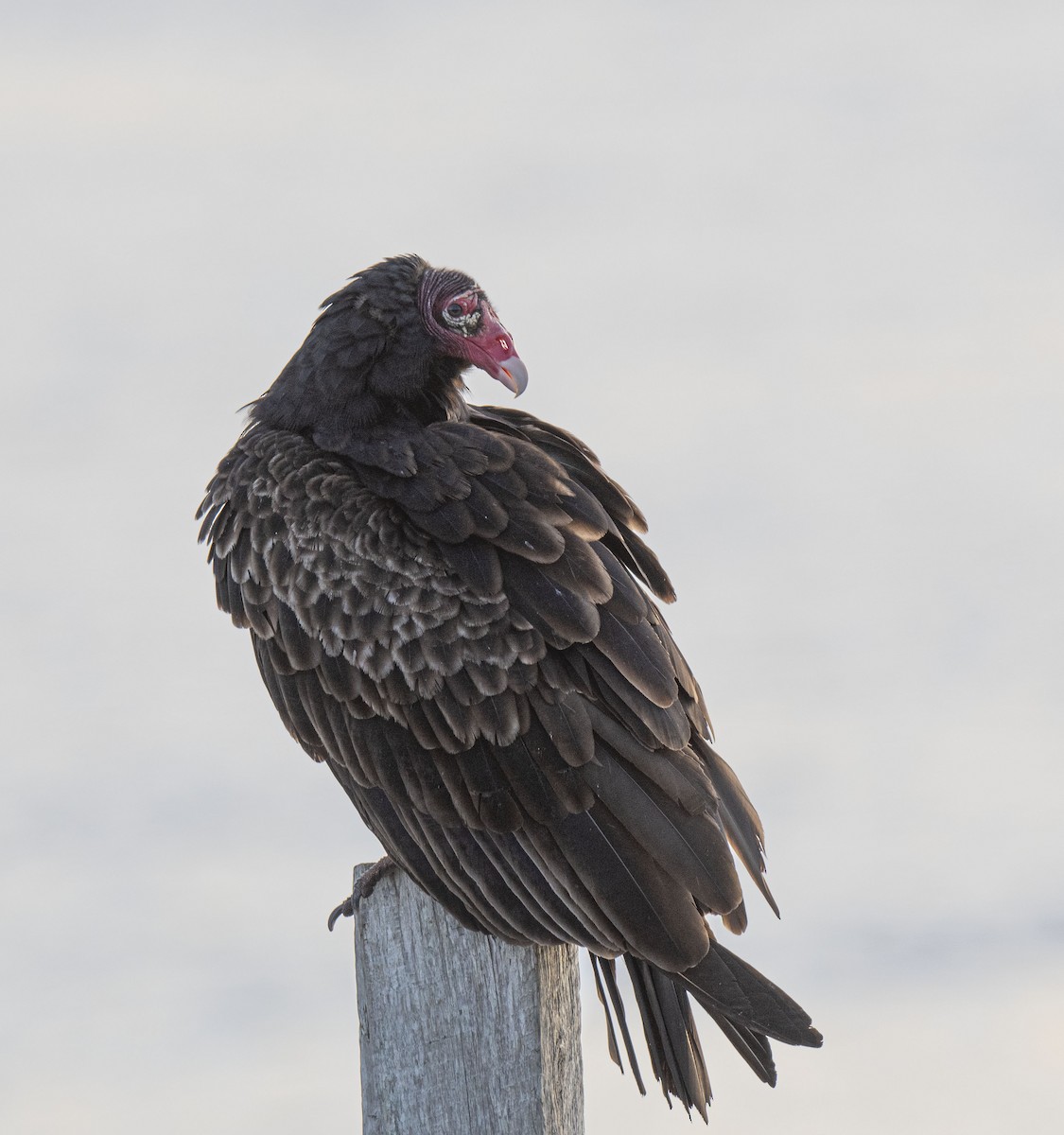 Turkey Vulture - ML508935221