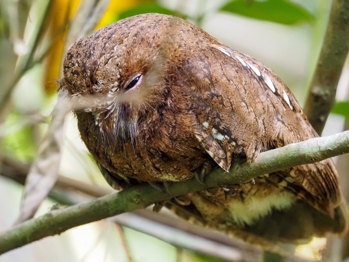 Madagascar Scops-Owl (Rainforest) - ML508935511