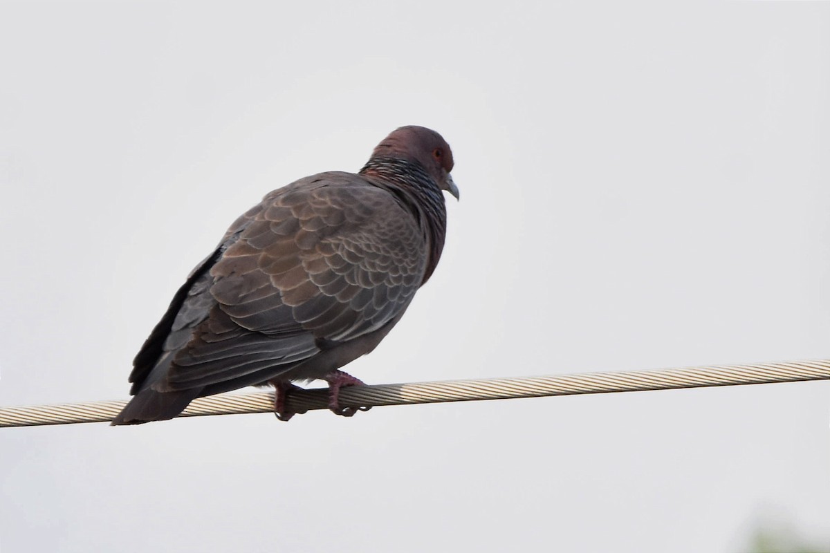 Picazuro Pigeon - Juan Bardier
