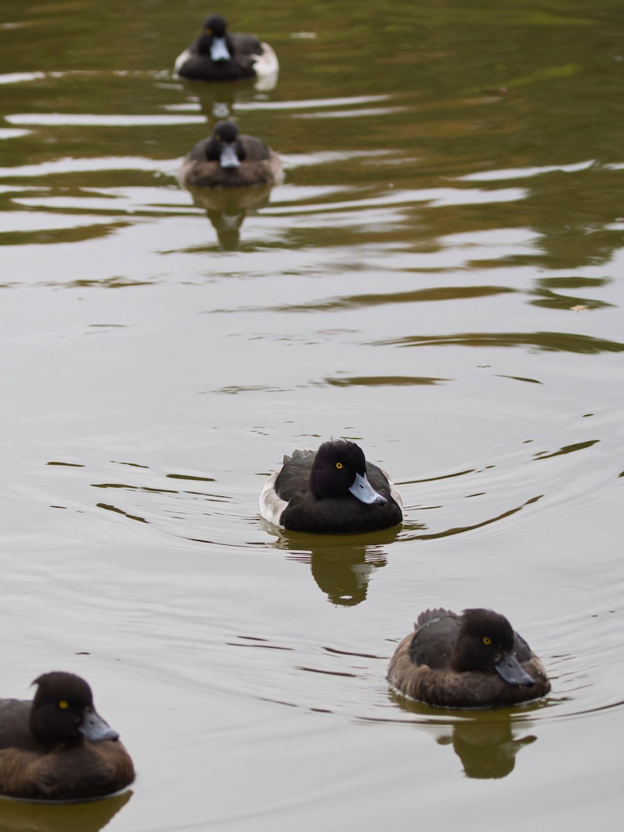 Tufted Duck - ML508943141