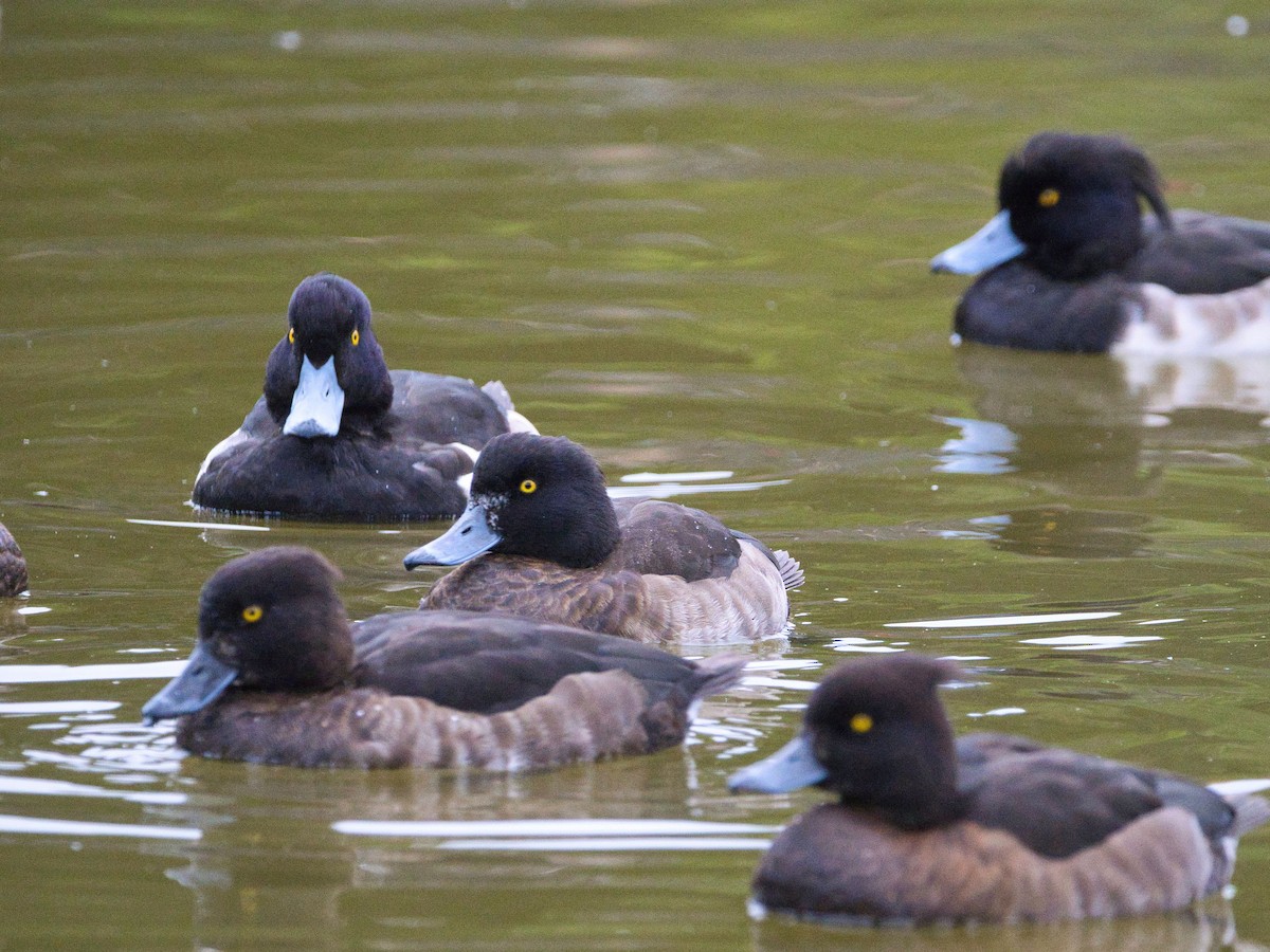 Tufted Duck - ML508943151