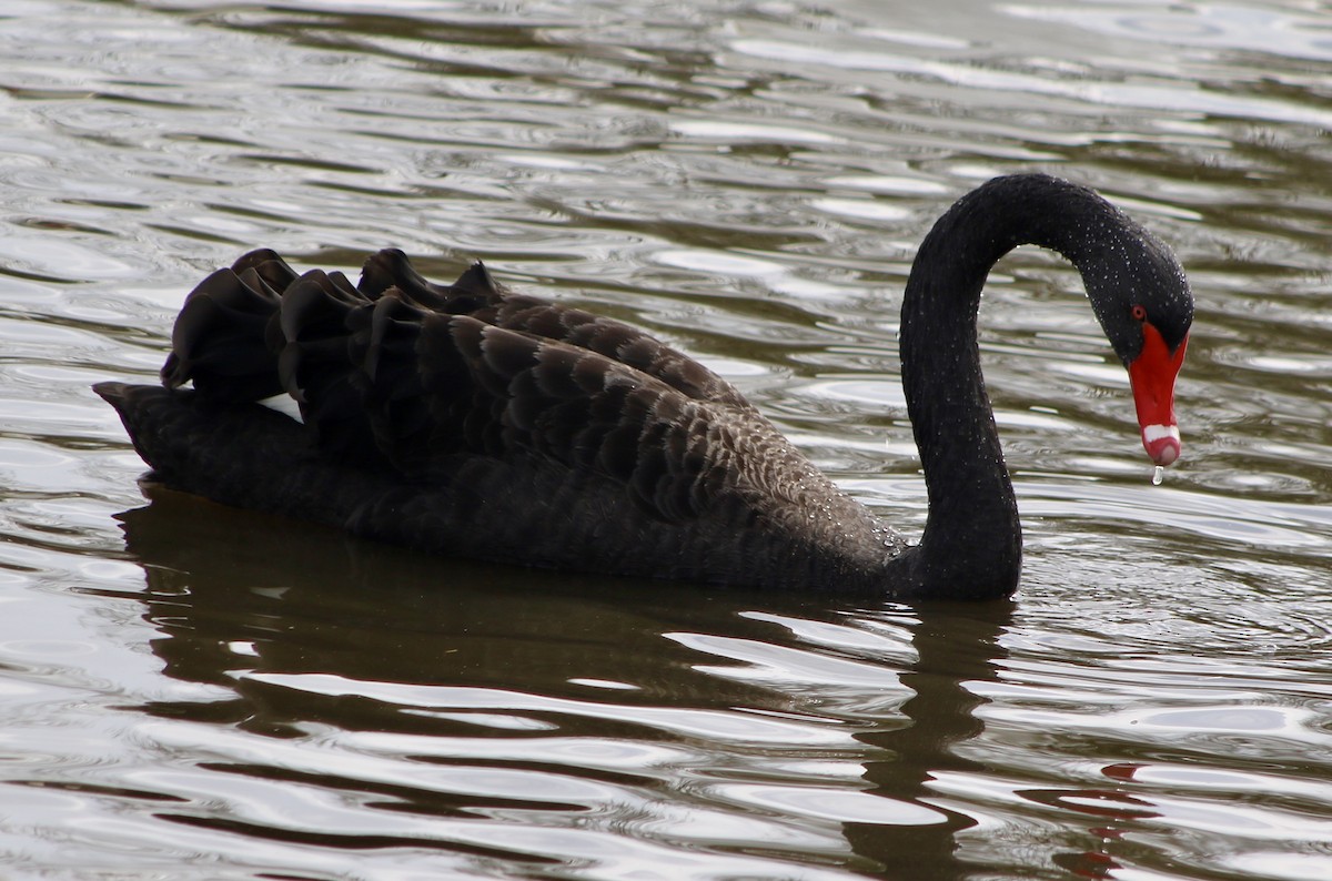 Black Swan - ML50894601