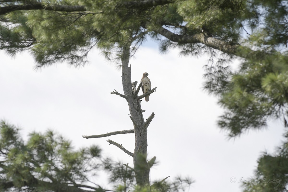 Red-tailed Hawk - ML508947711