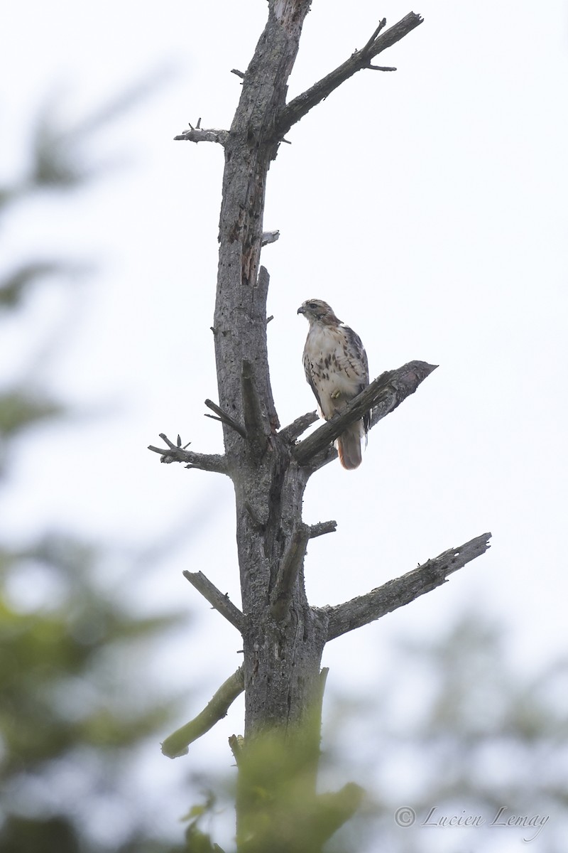 Red-tailed Hawk - ML508947751