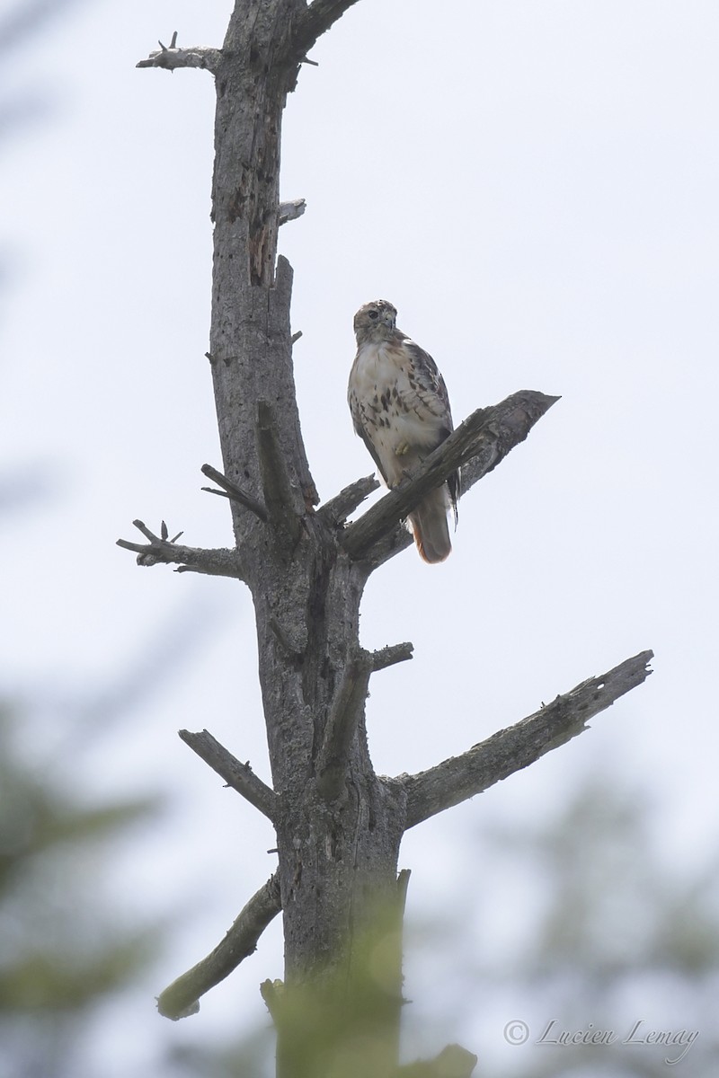 Red-tailed Hawk - ML508947771