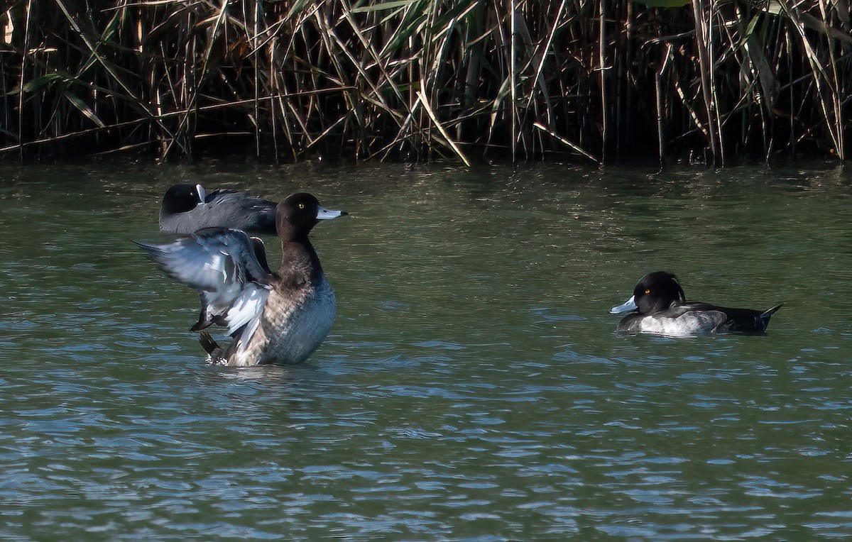 Tufted Duck - ML508951011