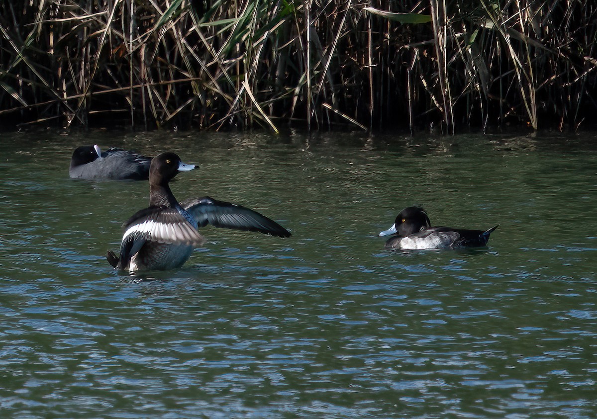 Tufted Duck - ML508951121