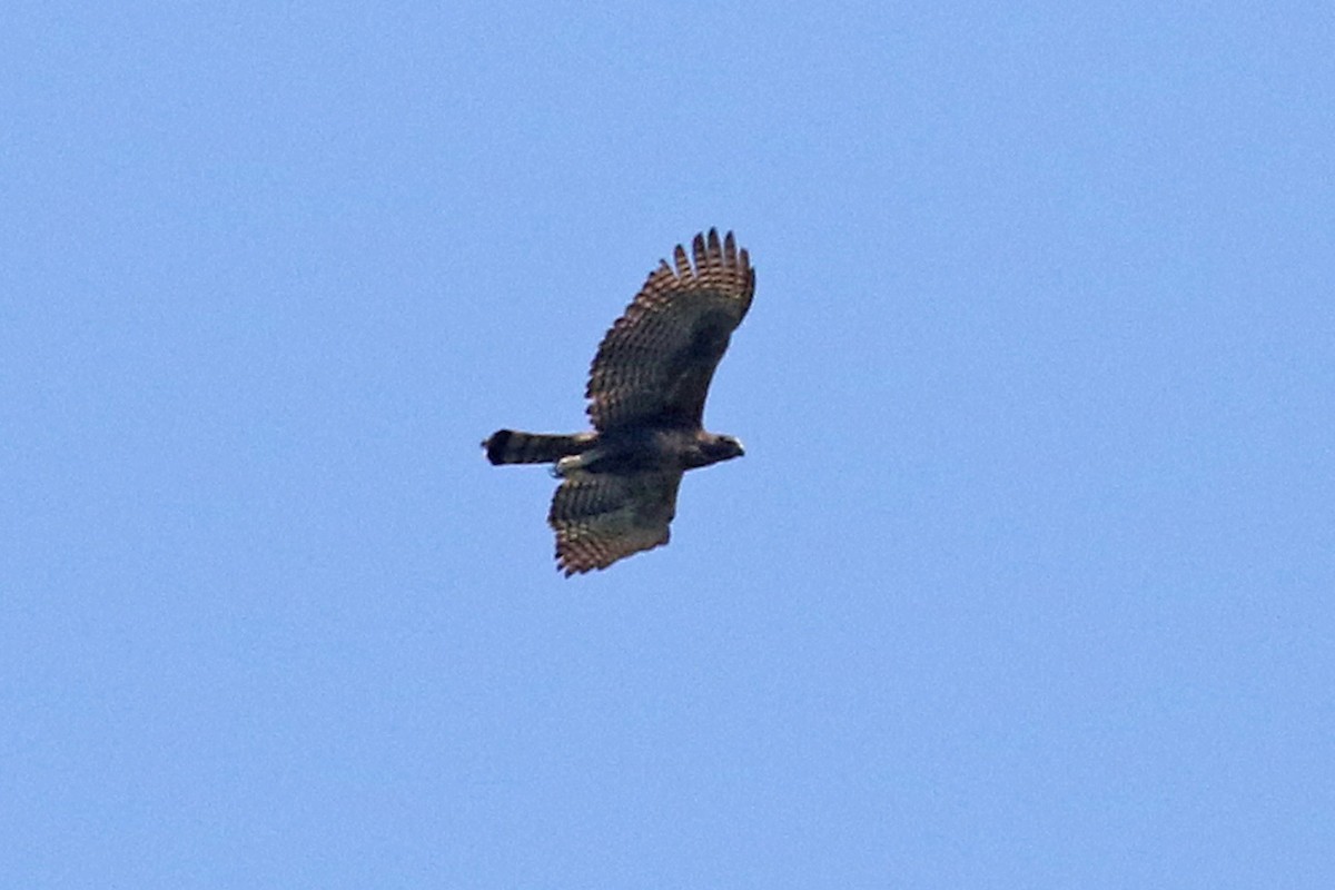 Philippine Hawk-Eagle - ML50895801