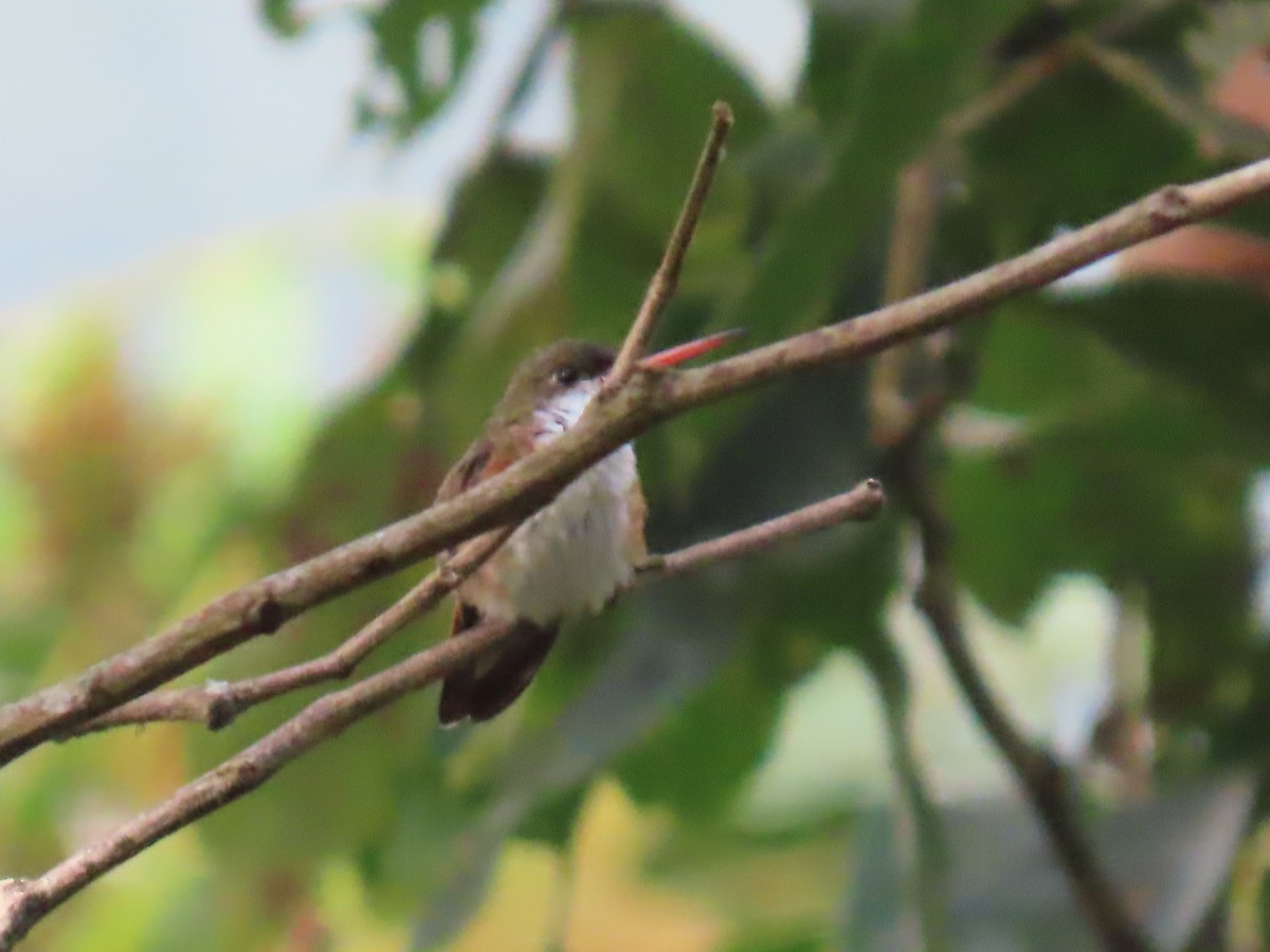 Green-fronted Hummingbird (Cinnamon-sided) - ML508959211