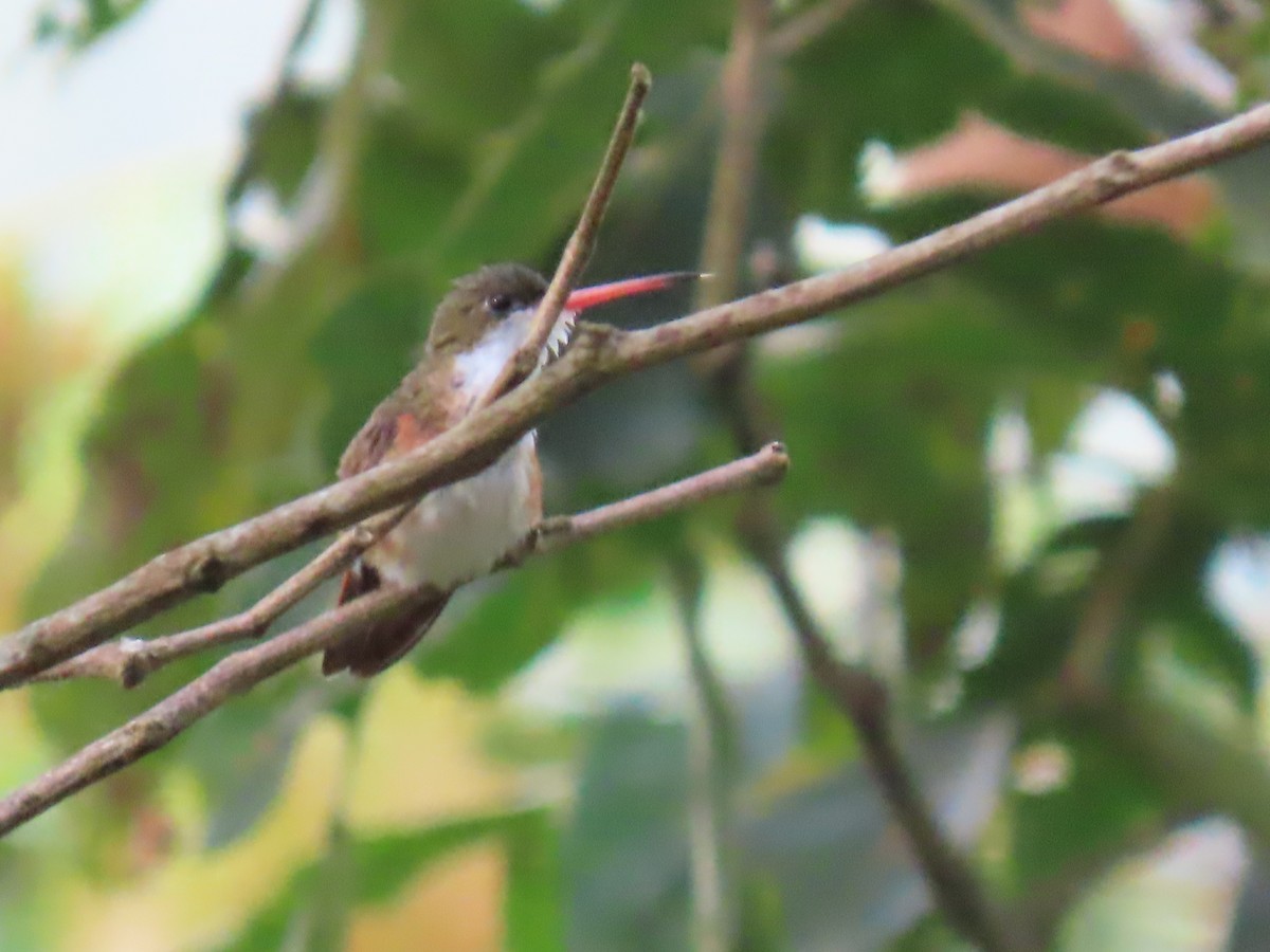 Green-fronted Hummingbird (Cinnamon-sided) - Katherine Holland
