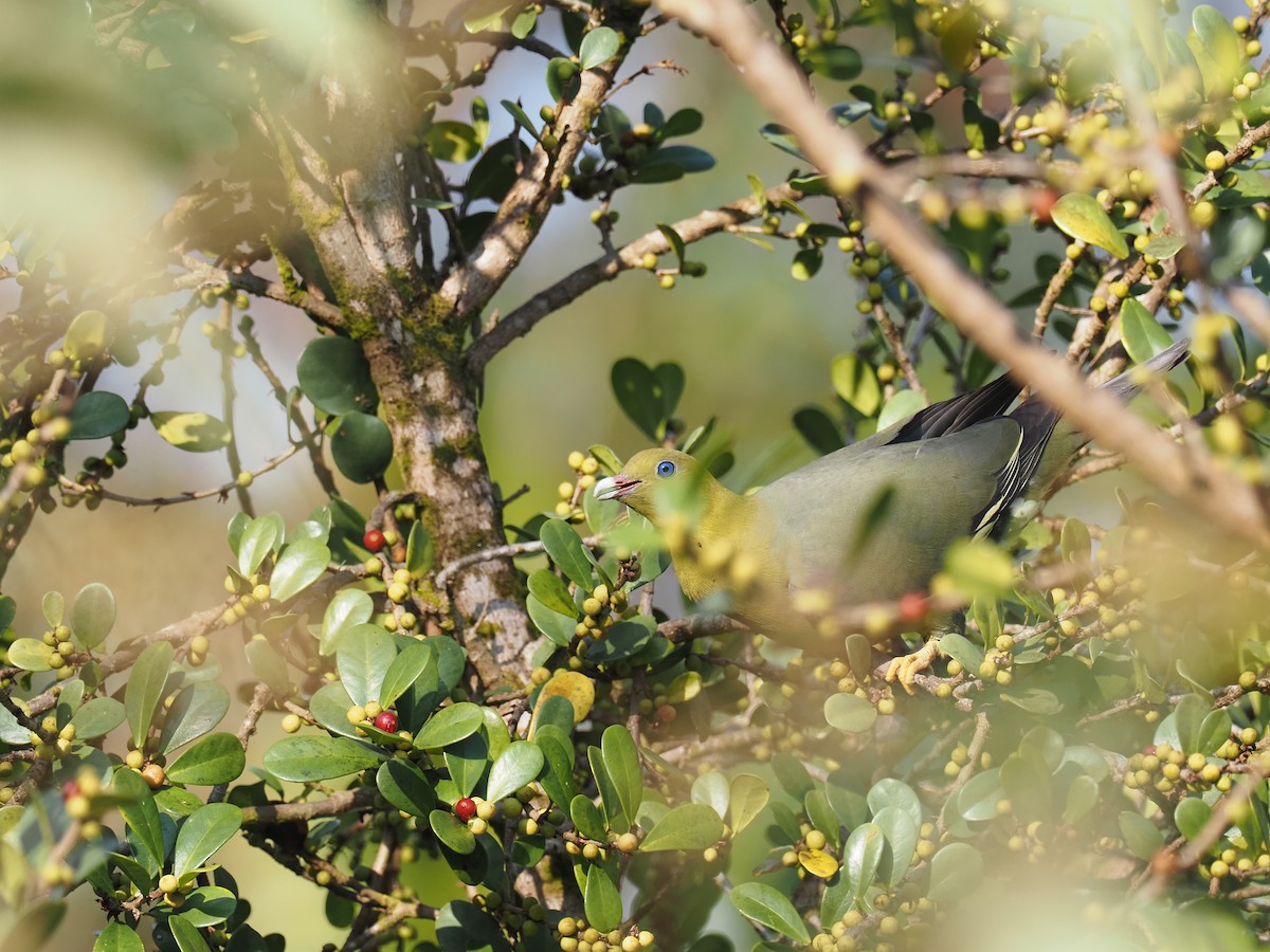 Madagascar Green-Pigeon - ML508959391