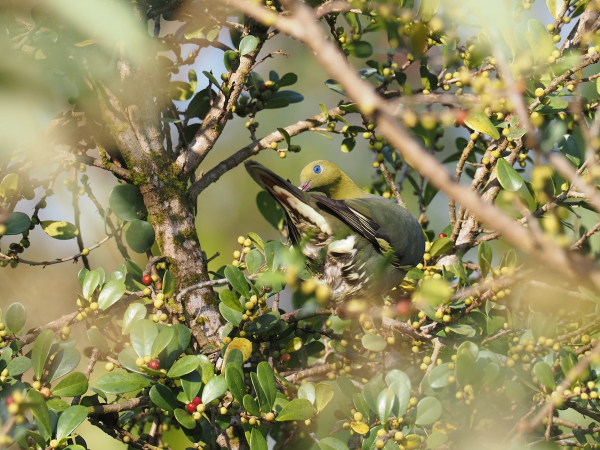 Madagascar Green-Pigeon - ML508959401