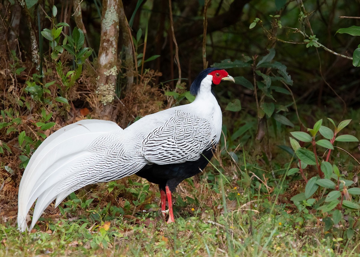 Silver Pheasant - Ayuwat Jearwattanakanok