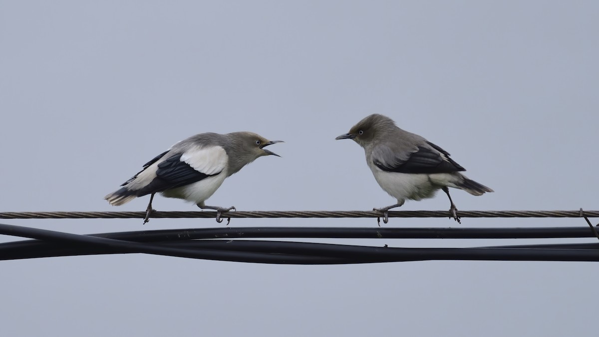 White-shouldered Starling - ML508962891