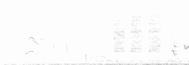Cuitlacoche Ocelado - ML508963191