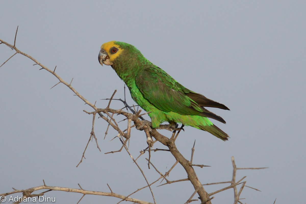 Yellow-fronted Parrot - ML508963921