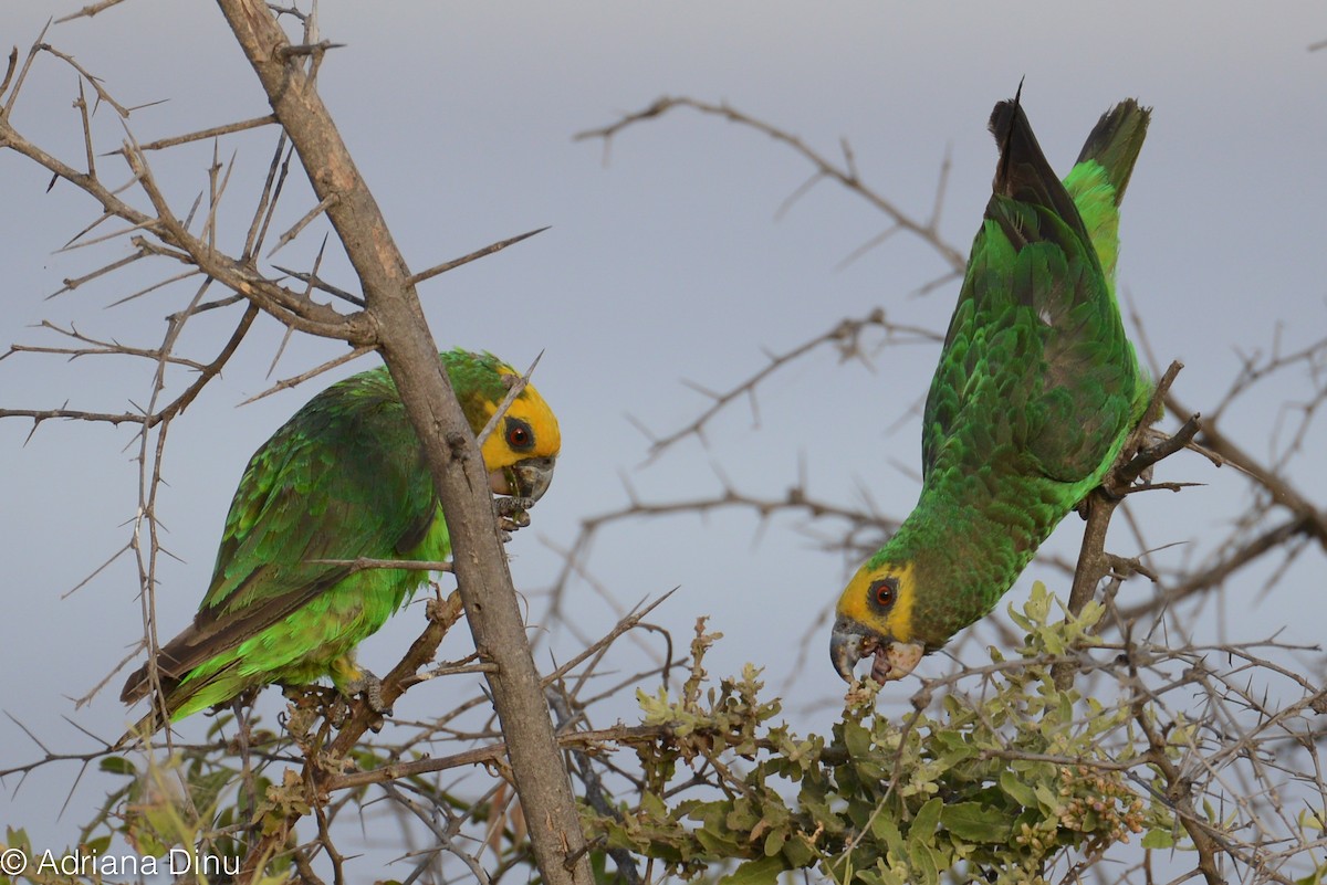 Yellow-fronted Parrot - Adriana Dinu