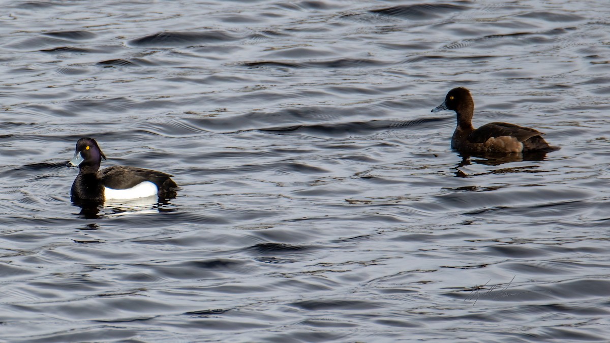 Tufted Duck - ML508974381