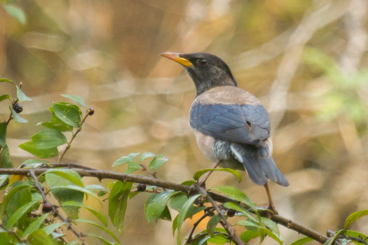 Rosy Starling - Anonymous