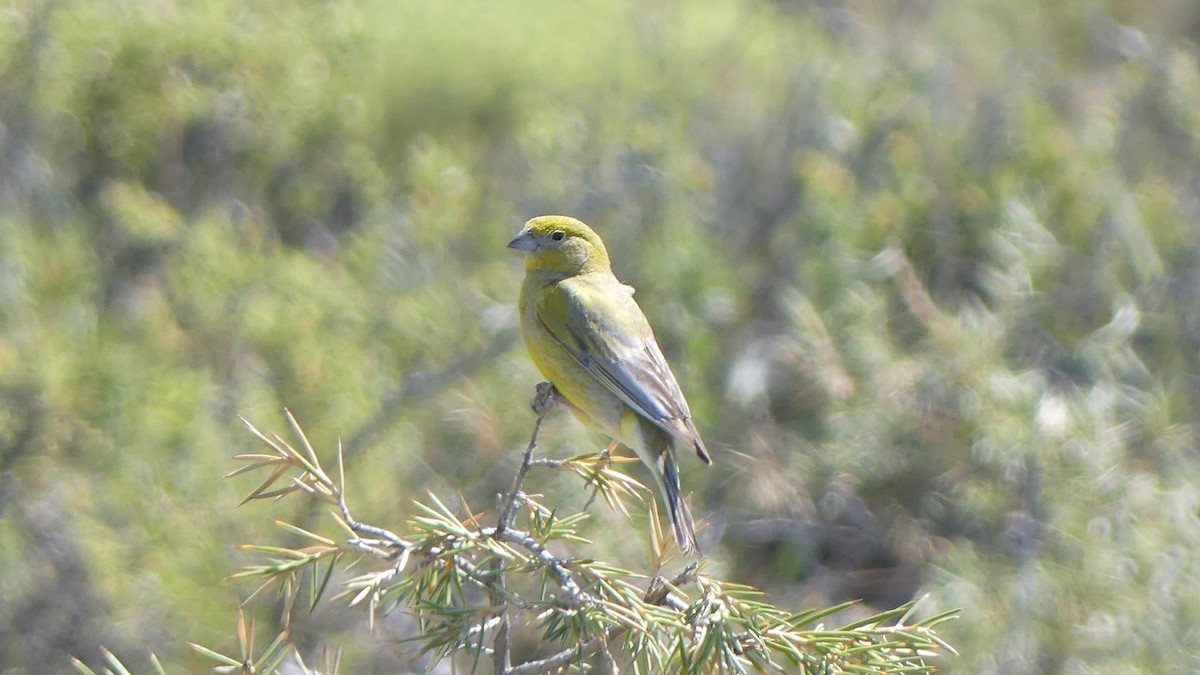 Patagonian Yellow-Finch - ML508978431