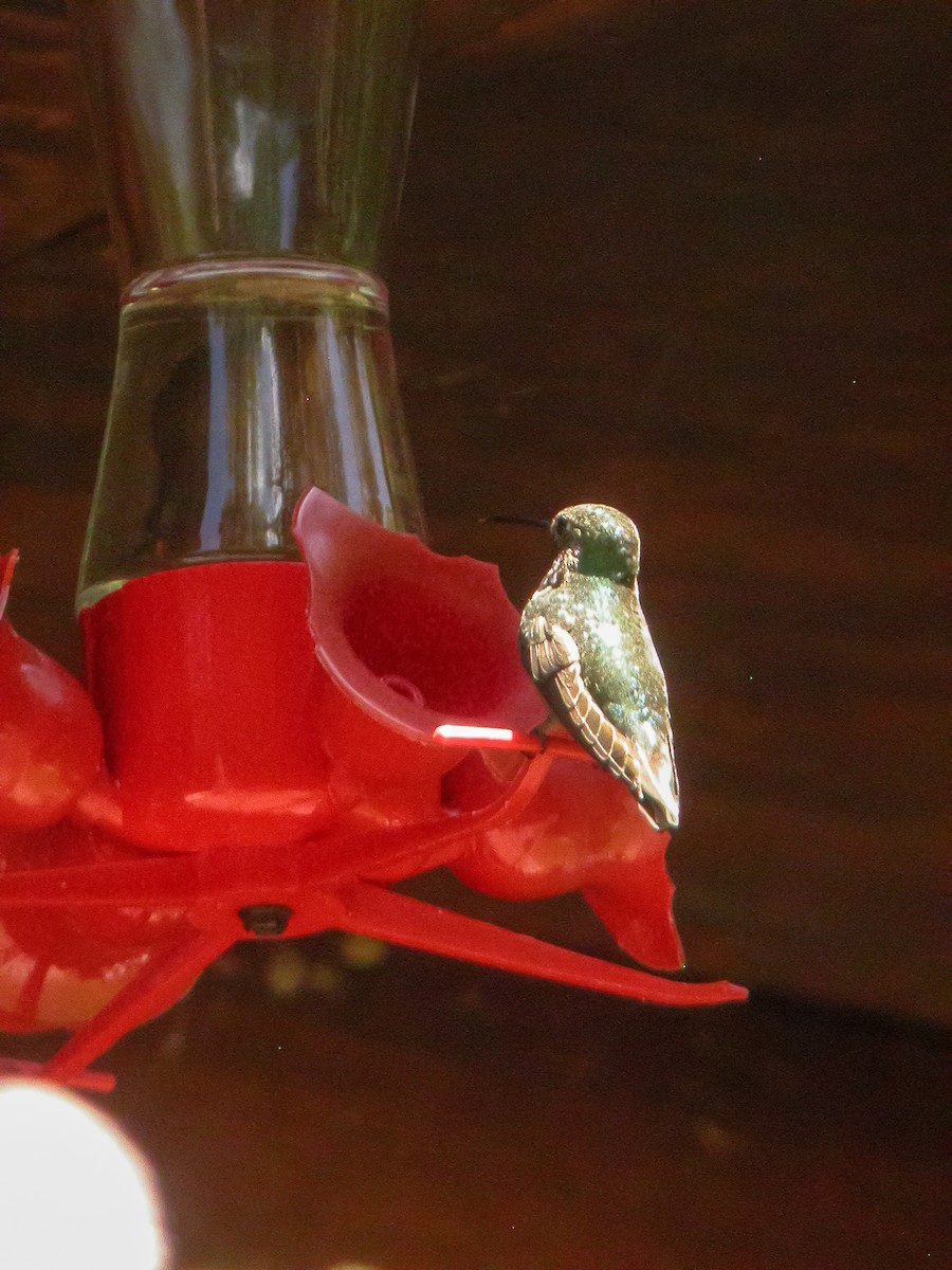 Broad-tailed Hummingbird - ML508979931