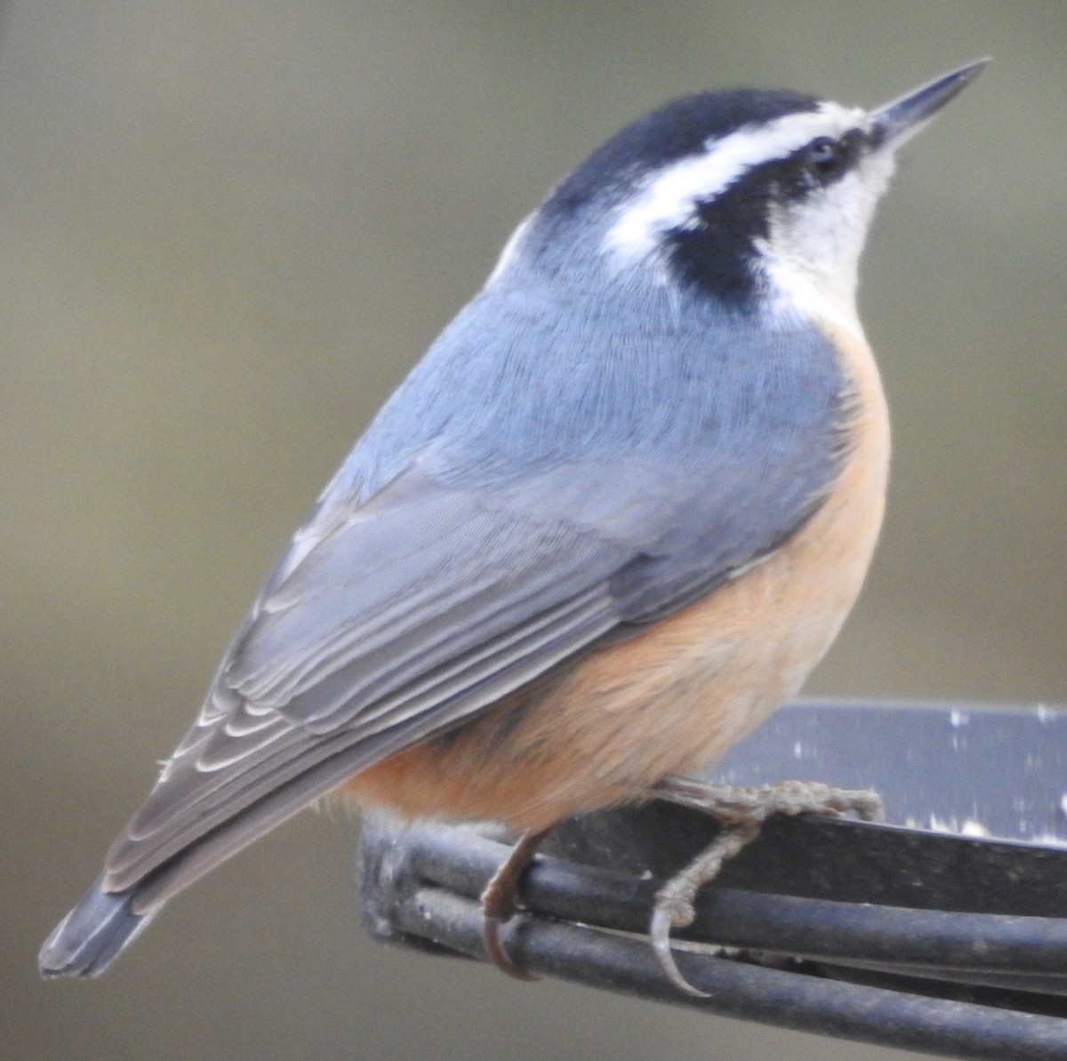 Red-breasted Nuthatch - ML508980161