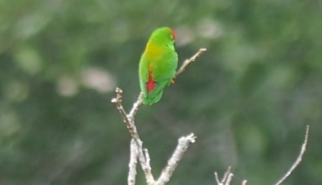 Sulawesi Hanging-Parrot - ML508981861
