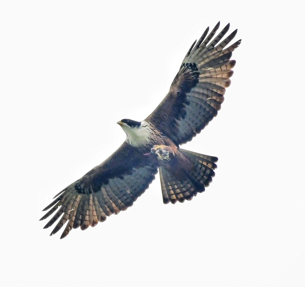 Rufous-bellied Eagle - Shreyas Panduranga