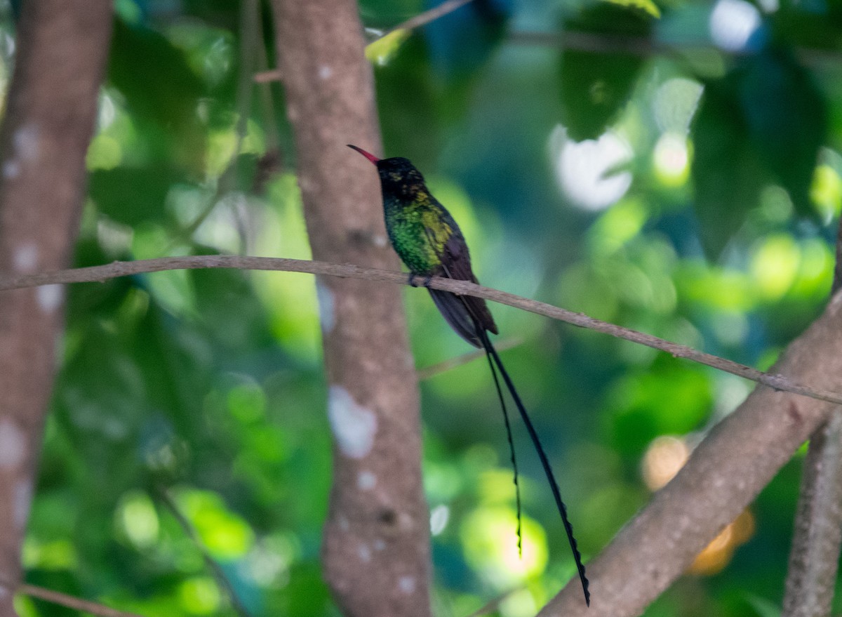 Ebird Caribbean Checklist Nov Bayview Eco Resort Species Other Taxa