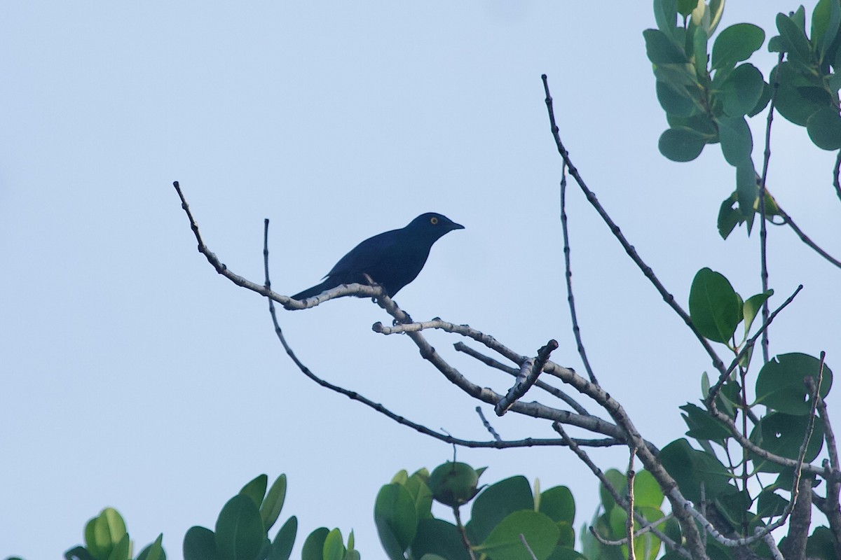 Black-bellied Starling - ML508984991