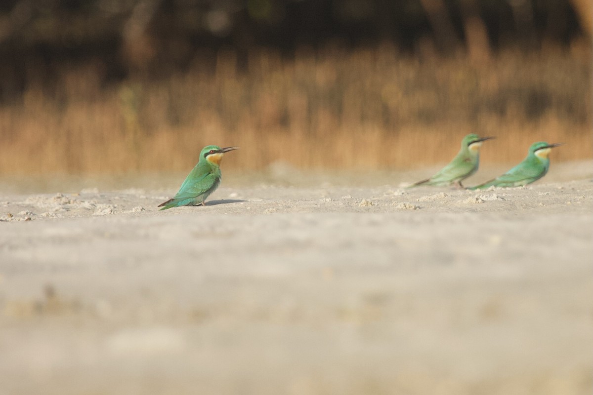 Blue-cheeked Bee-eater - ML508985091