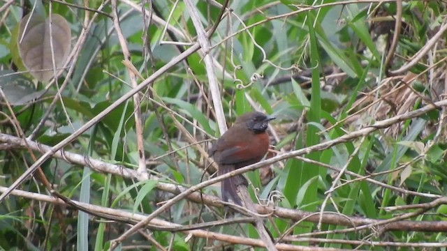 Rufous-breasted Spinetail - ML508987321