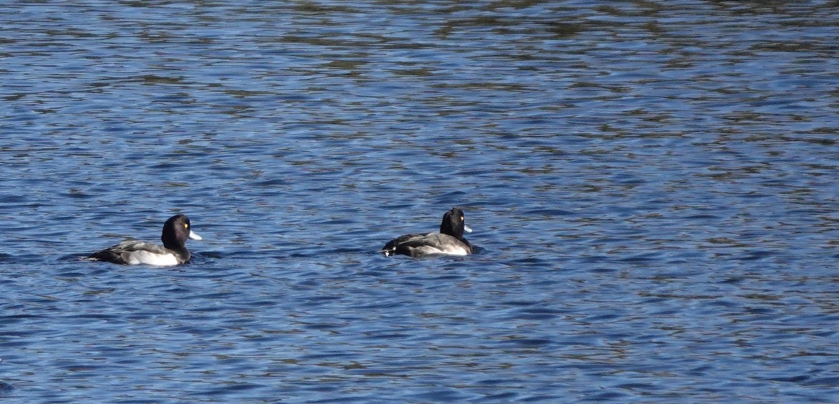Tufted Duck - ML508988371