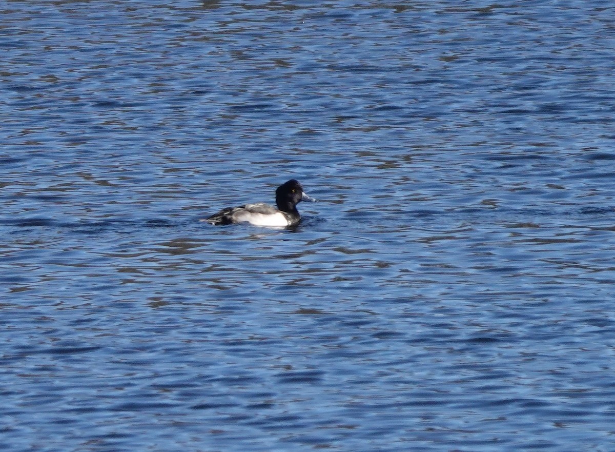 Tufted Duck - ML508988391