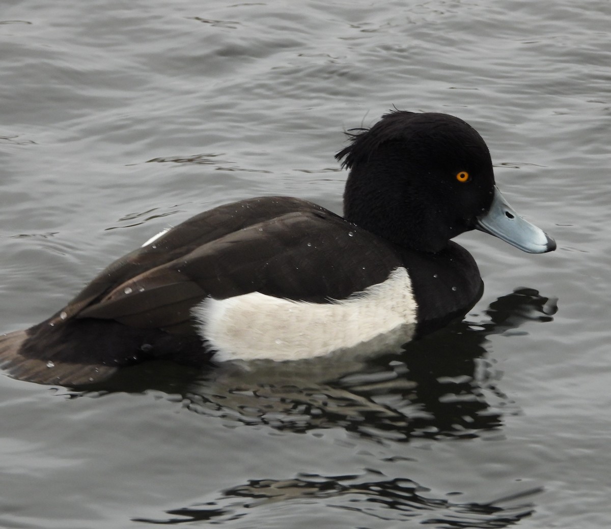 Tufted Duck - ML508990731
