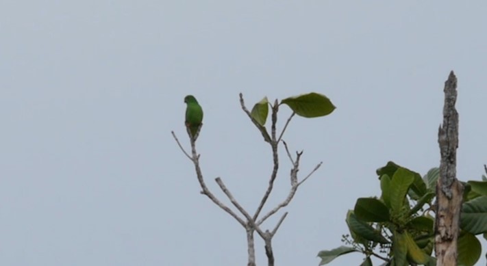 Moluccan Hanging-Parrot - ML508992171