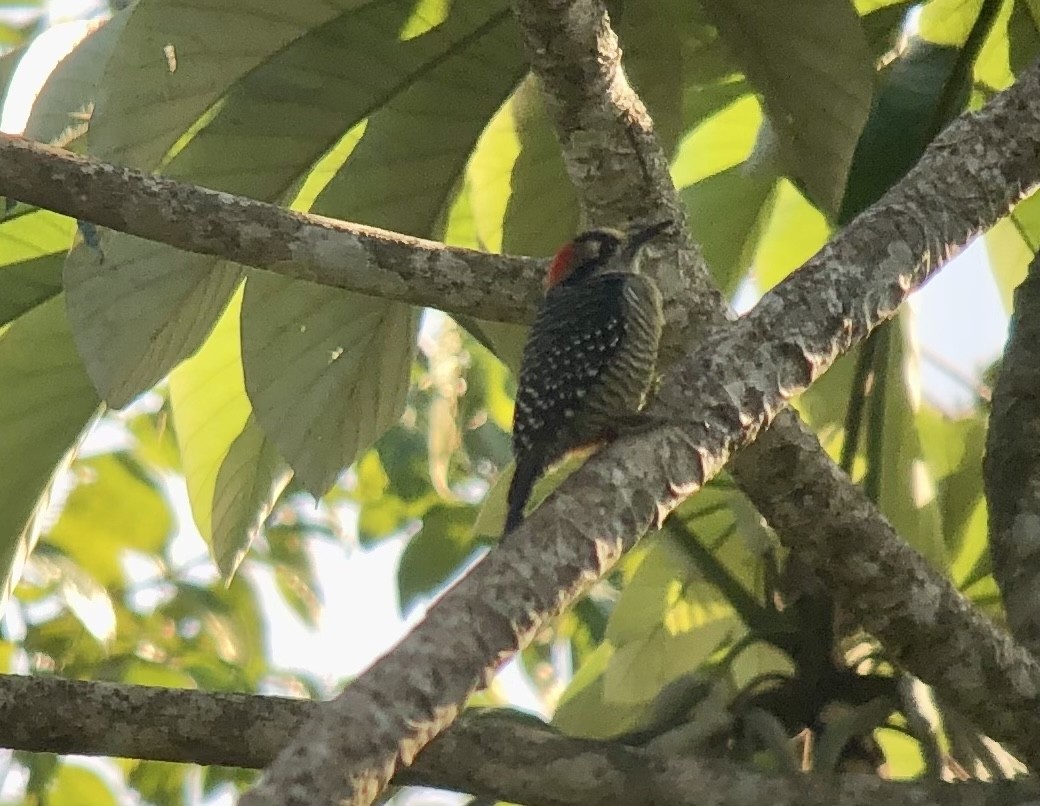 Black-cheeked Woodpecker - ML508992621