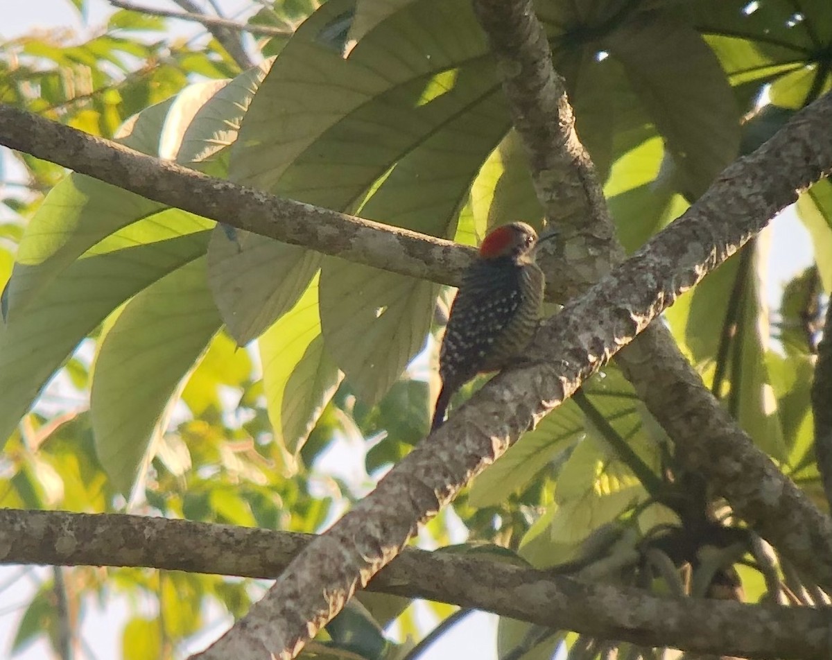 Black-cheeked Woodpecker - David Tomb